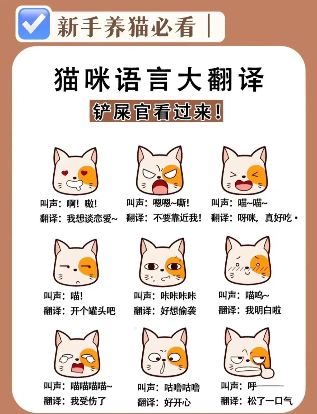 猫打架的叫声 猫打架的叫声播放