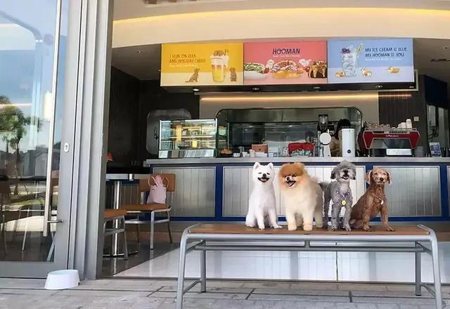 宠物进入餐厅 宠物进入餐厅 公安 宠物进入餐厅 宠物进入餐厅 公安