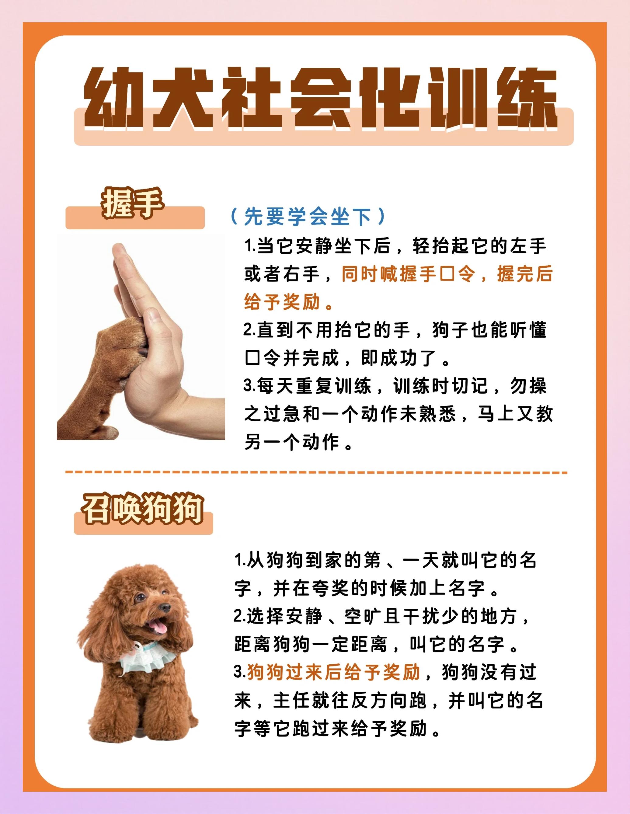 训练宠物猫的方法 怎么训练宠物猫大全 训练宠物猫的方法 怎么训练宠物猫大全