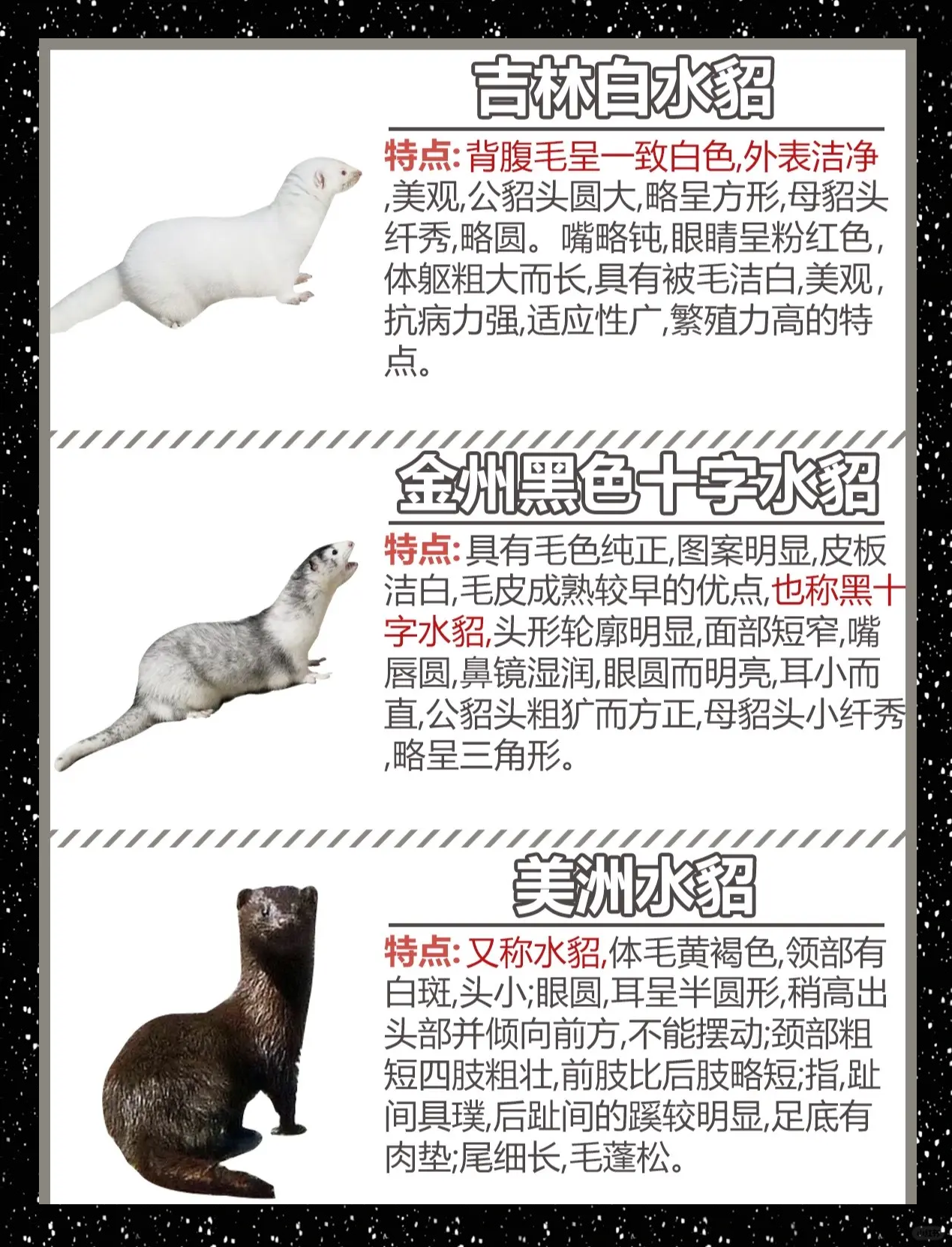 水貂可以当宠物吗 水貂可以当宠物吗?