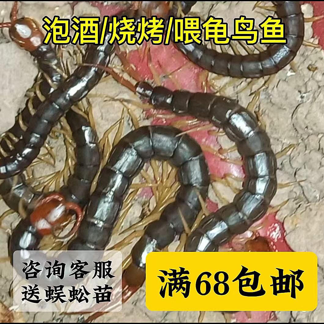 宠物蜈蚣无毒 宠物蜈蚣有毒吗
