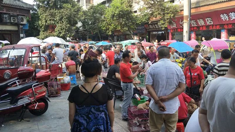 南充市宠物市场 南充市哪里有宠物店 南充市宠物市场 南充市哪里有宠物店