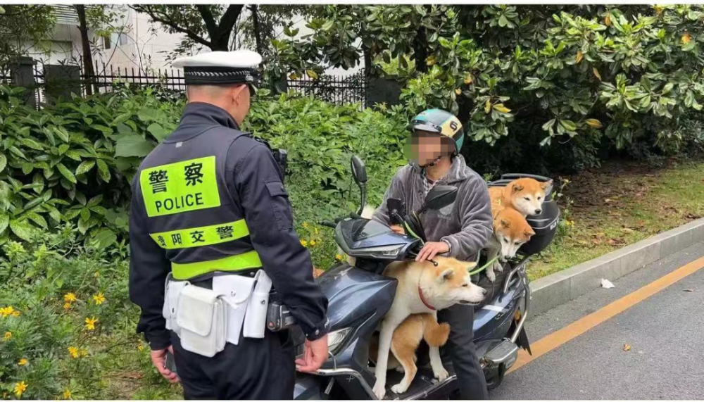 带宠物开车会给罚款吗 携带宠物开车会被罚款吗 带宠物开车会给罚款吗 携带宠物开车会被罚款吗