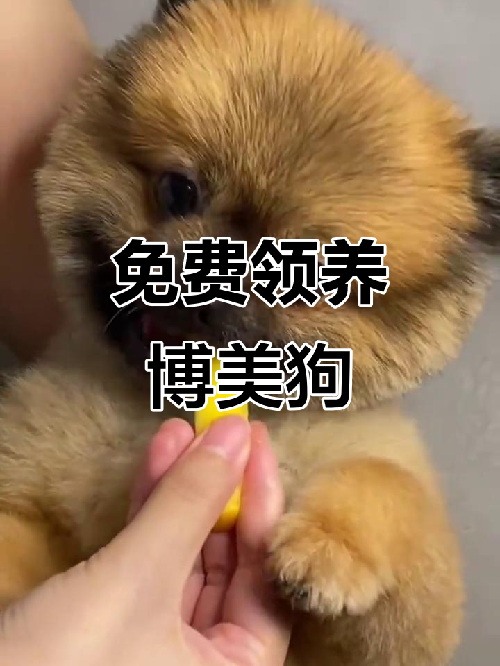 茶杯犬宠物领养 茶杯犬可以寄养吗 茶杯犬宠物领养 茶杯犬可以寄养吗