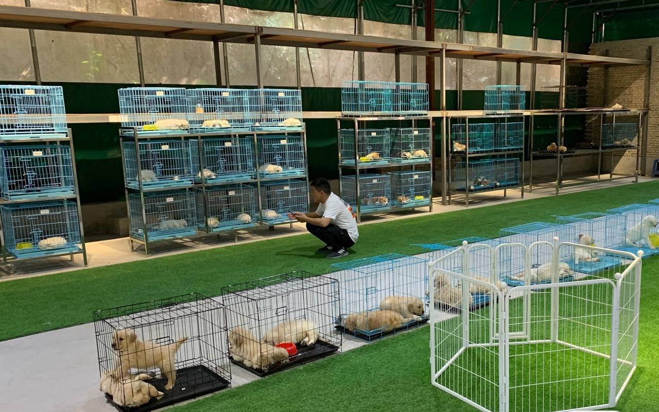 罗湖区的宠物店 罗湖区的宠物店哪家好 罗湖区的宠物店 罗湖区的宠物店哪家好
